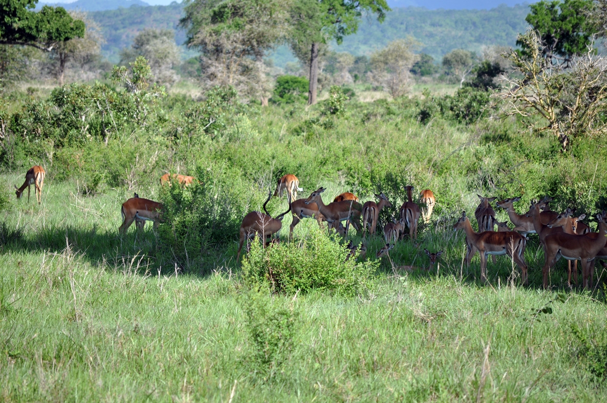 Mikumi National Park